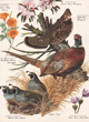 Arthur Singer vintage bird prints 1956-1957
